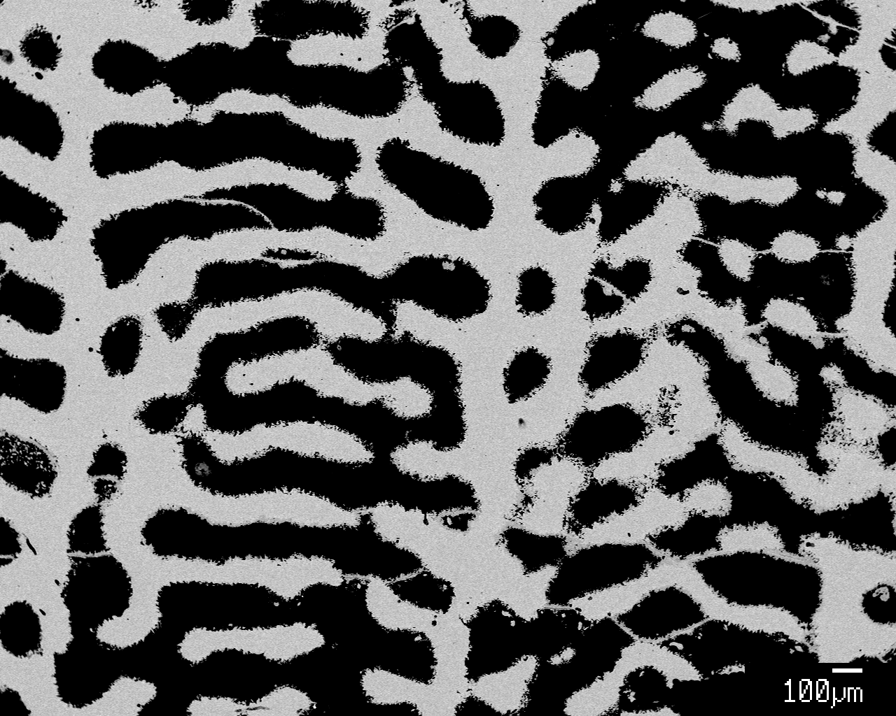 Backscattered electron image of a pristine coral