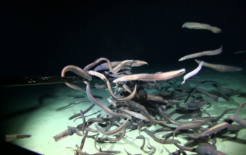 Largest aggregation of fishes in abyssal deep sea recorded by Department researchers