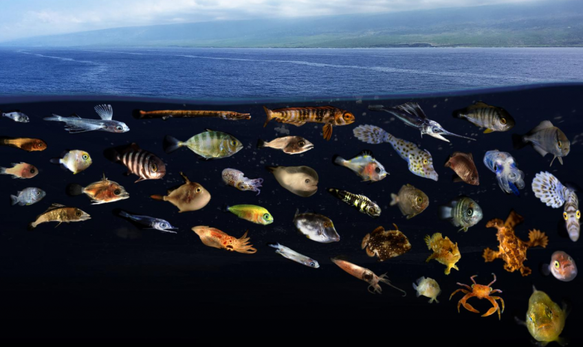 New study sheds light on ocean surface slicks and their ecological impact