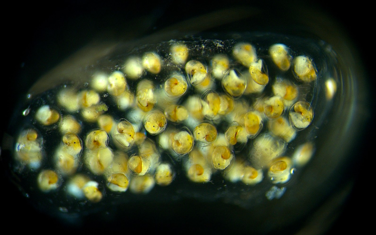 Siphonaria normalis embryos. Credit: UH Manoa.