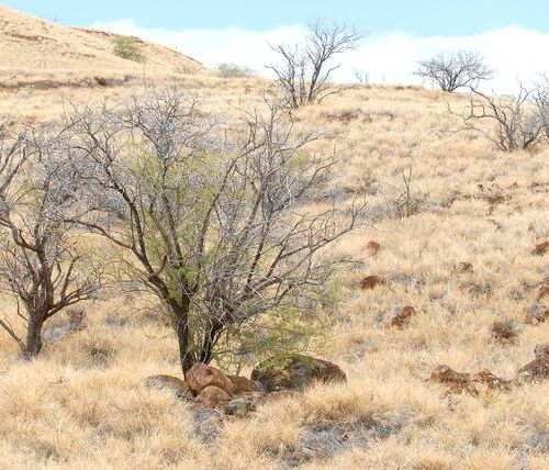 Really dry grassland landscape with dying kiawe tress