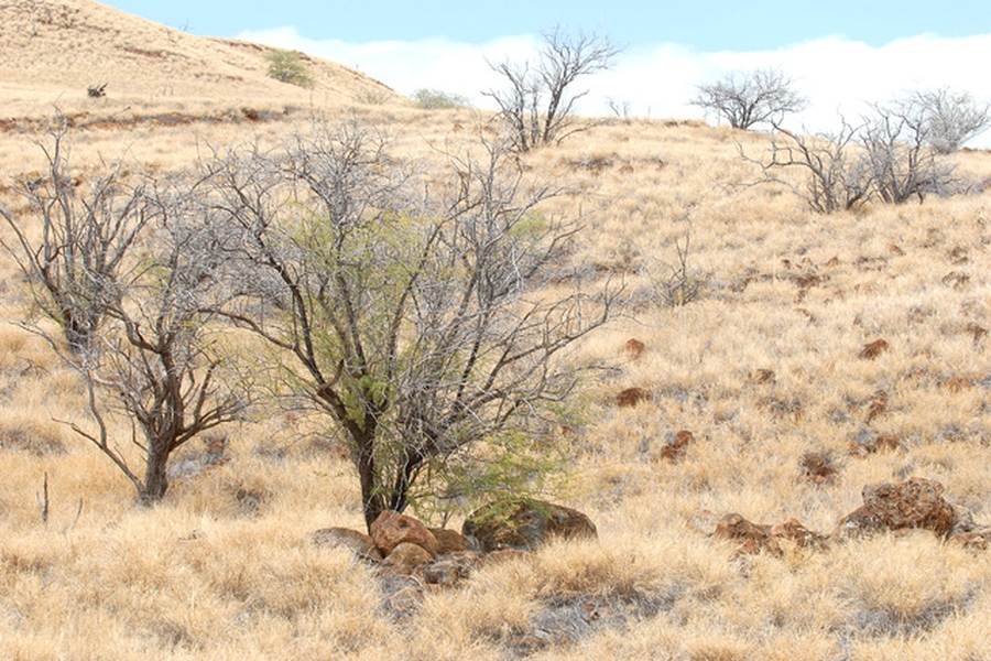 Really dry grassland landscape with dying kiawe tress