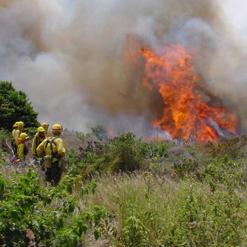 Picture of firefighters watching a fire raging in a field