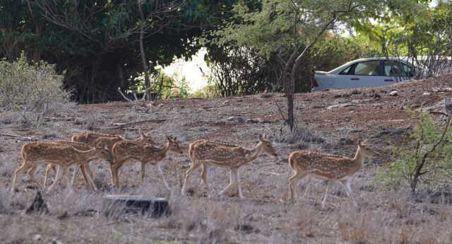 Picture of axis deer walking across a field on Molokai