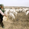 Shatar, a herdsman on the Alashan Plateau, feeds his goats. PETE SOUZA / CHICAGO TRIBUNE.
