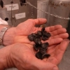 Charcoal fired fuel cell