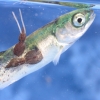 Sea lice on a juvenile salmon