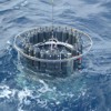 A CTD (Conductivity, Temperature, Depth) rosette is deployed. Photo by Lance A. Fujieki