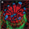 coral polyp as seen under confocal microscope