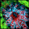 Coral polyp as seen with confocal microscope