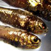 Fish samples