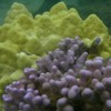 Porites lobata (yellow) and P.compressa (bluish-purple) from Maui. These corals have a very distinct appearance, yet they are difficult to distinguish genetically. They may be recent or hybrid species, or colony morphology could be a polymorphic trait. Photo by Zac Forsman.