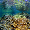 Hawaiian Coral