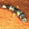 Common bottom fish