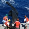 Deployment of the single pump off the back deck of the R/V Kilo Moana. Photo Credit: Karin Bjorkman, SOEST
