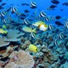 Coral reef community at Rapture Reef, Northwestern Hawaiian Islands. Photo credit: James Watt wattstock.com