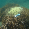 Diseased Rice Coral
