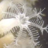 Snowflake coral
