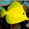 Yellow Tang - Keoki Stender