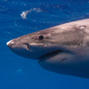 White Shark in water off Mexico
