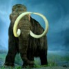 The woolly mammoth was one of the large mammals that became extinct in North America at the onset of the Younger Dryas ~13000 years ago. Image of Woolly Mammoth at the Royal BC Museum, Victoria, British Columbia courtesy Wikipedia Commons