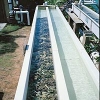 Corals in flume
