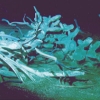 Whale carcas on bottom of ocean floor