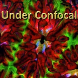 Coral Under Confocal video preview