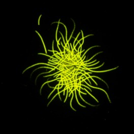 Tricho Puff Fuorescence image