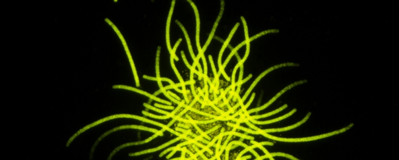 Tricho Puff Fuorescence image
