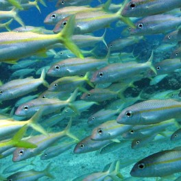 “reef0653” by Dr. Dwayne Meadows, NOAA/NMFS/OPR. Licensed under CC BY 2.0.
