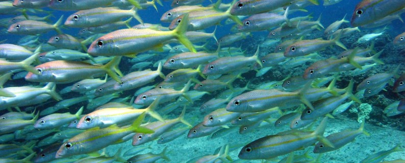 “reef0653” by Dr. Dwayne Meadows, NOAA/NMFS/OPR. Licensed under CC BY 2.0.