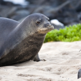 “Monk Seal 06” by PhotoBobil. Licensed under CC BY 2.0.