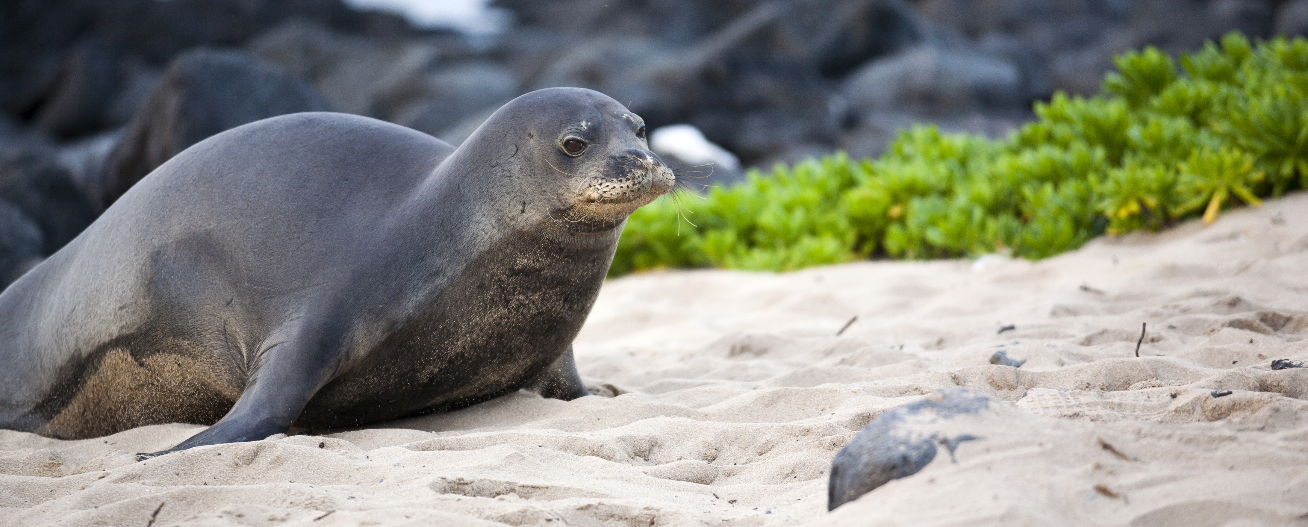 “Monk Seal 06” by PhotoBobil. Licensed under CC BY 2.0.