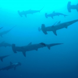 “Sharks!@#U%$^%#$%^#” by Ryan Espanto. Licensed under CC BY 2.0.