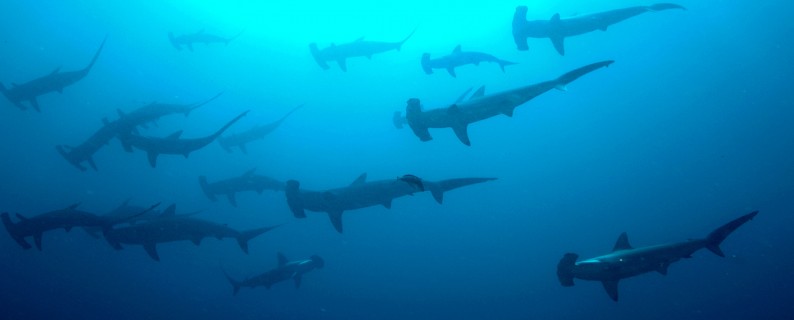 “Sharks!@#U%$^%#$%^#” by Ryan Espanto. Licensed under CC BY 2.0.