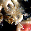 Adult Tentacles_100