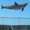 manoa-soest-tursiops-bj_100px
