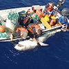 shark tagging_100px