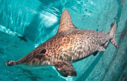 Photo of scalloped hammerhead shark.