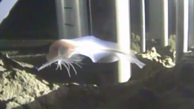 snailfish image
