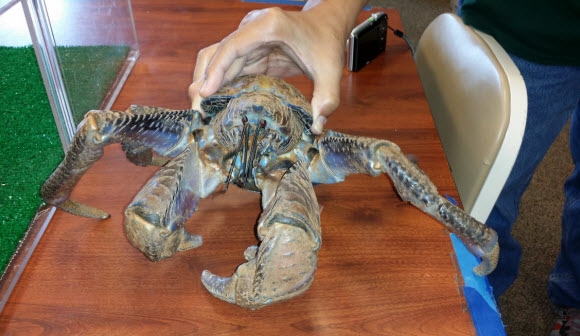 coconut crab image