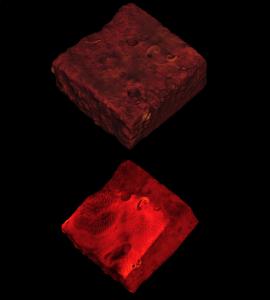 coral microCT scan image