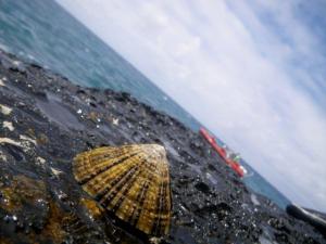 Photo of 'opihi.