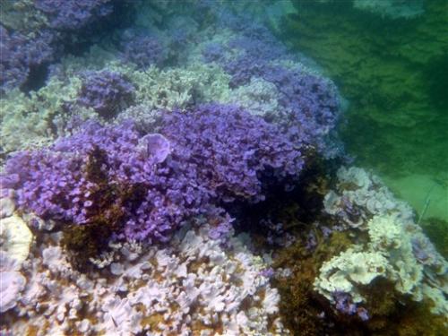 coral image