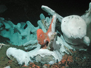 Photo of whale bones.