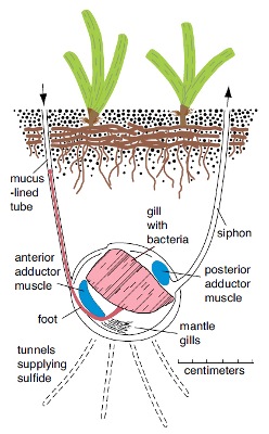 Cutaway graphic of sea bed.
