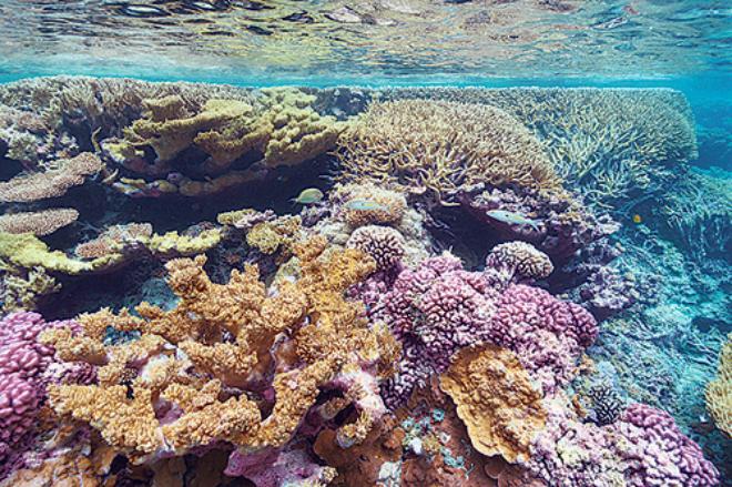 Photo of Palmyra Atoll reefs