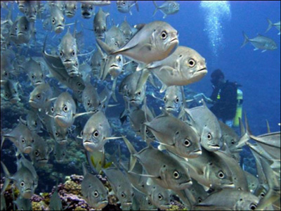 Diver and bigeye trevally school