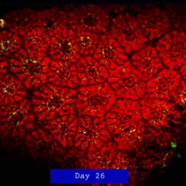 Gates "train your coral" video image